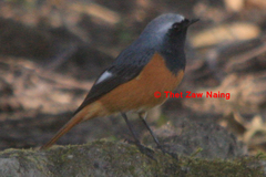 Phoenicurus hodgsoni