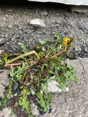 Taraxacum officinale