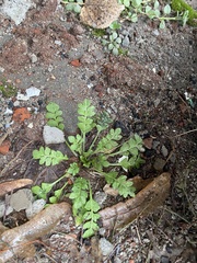 Capsella bursa-pastoris