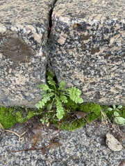 Capsella bursa-pastoris