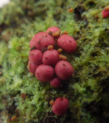 Lycogala exiguum