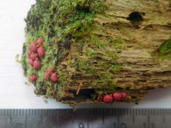 Lycogala exiguum