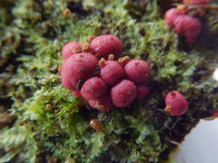 Lycogala exiguum