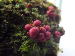 Lycogala exiguum