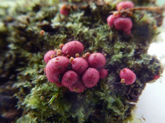 Lycogala exiguum