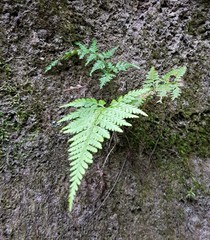 Dennstaedtia davallioides