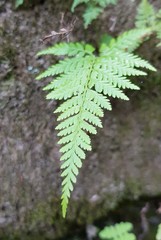 Dennstaedtia davallioides
