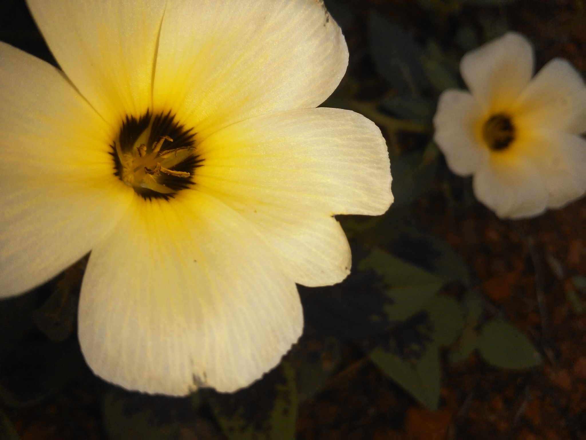 Turnera subulata