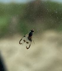 Palloptera umbellatarum