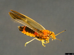 Anoeconeossa