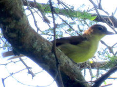 Chlorocichla flaviventris flaviventris