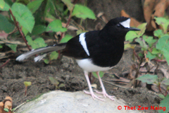 Enicurus leschenaulti