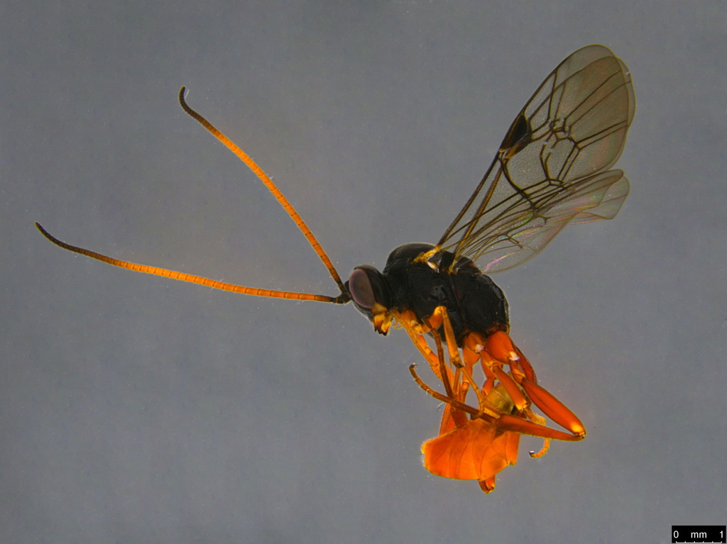 Dimophora