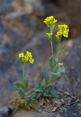 Draba aurea