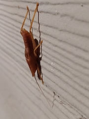 Belocephalus subapterus