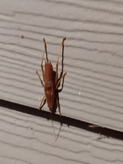 Belocephalus subapterus