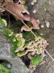 Fungi