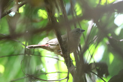 Lagonosticta larvata