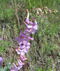 Penstemon secundiflorus