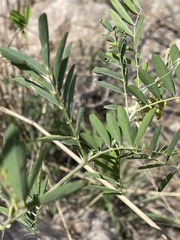 Tephrosia noctiflora