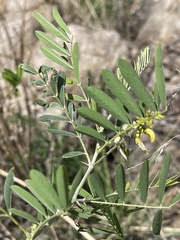 Tephrosia noctiflora
