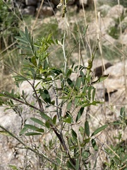Tephrosia noctiflora