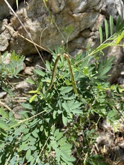 Tephrosia noctiflora