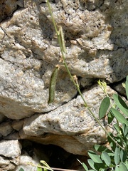 Tephrosia noctiflora