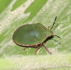 Polytes velutinus