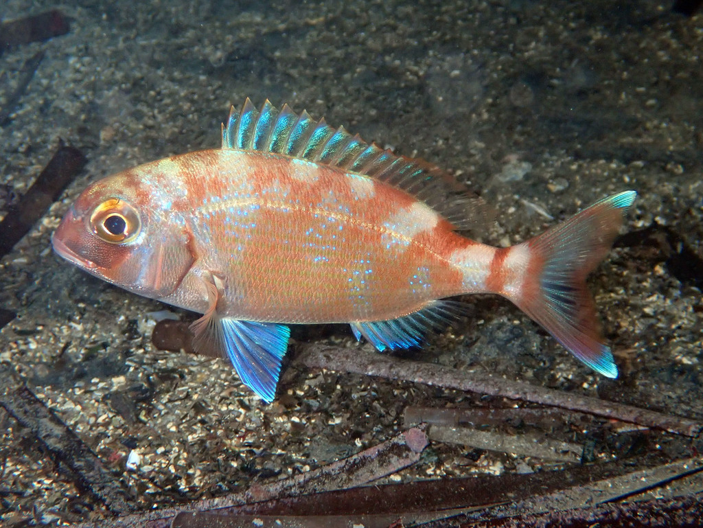 Prorgi Fish Red Porgy (Fish of the Mediterranean Sea) · iNaturalist