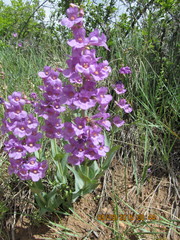 Penstemon secundiflorus