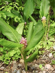 Curcuma australasica