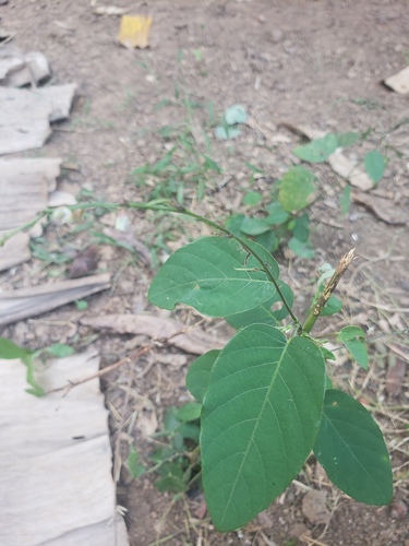Pleurolobus gangeticus