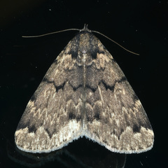 Mormoscopa phricozona