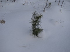 Pinus sylvestris