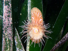 Paractinia striata