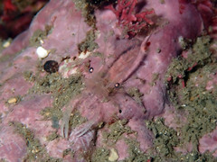 Periclimenes scriptus