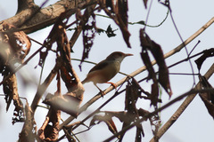 Prinia erythroptera