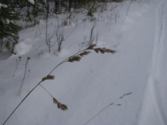 Dactylis glomerata