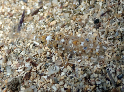 Representative image of Philocheras monacanthus