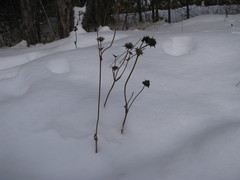 Succisa pratensis