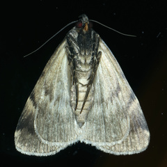 Mormoscopa phricozona