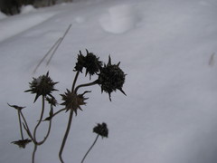 Succisa pratensis