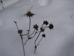 Succisa pratensis