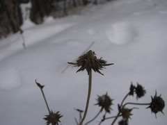 Succisa pratensis