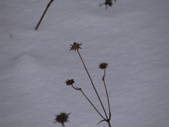 Succisa pratensis