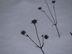 Succisa pratensis