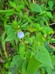 Justicia petiolaris