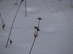 Succisa pratensis