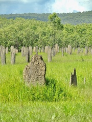 Amitermes meridionalis